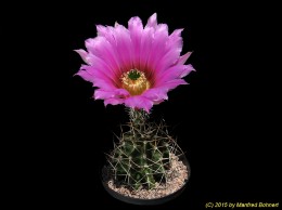 Echinocereus fendleri 1002